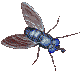 animated-gifs-flies-016